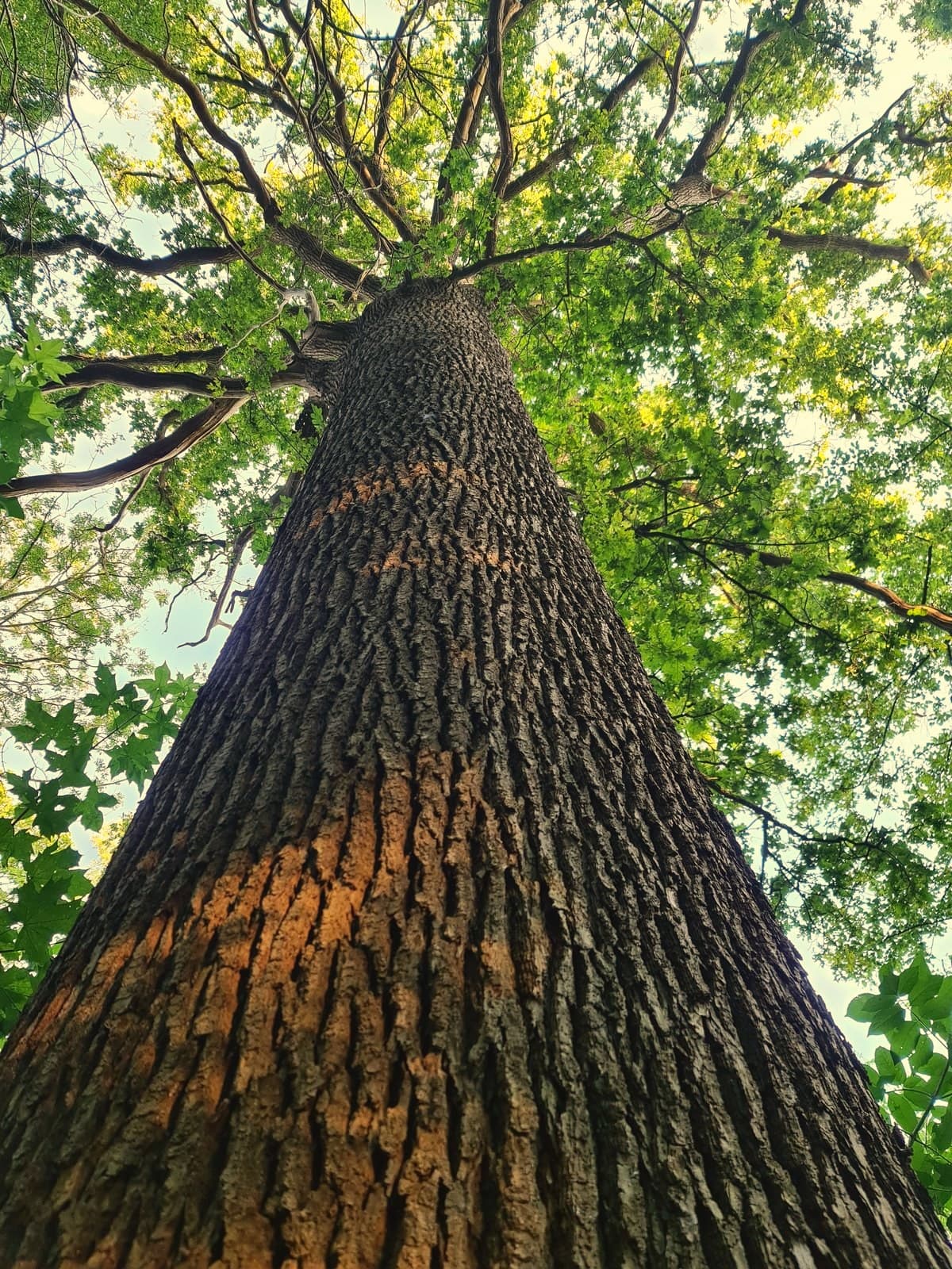 Vanuit kikkerperspectief omhoog langs een dikke boomstam naar de kruin