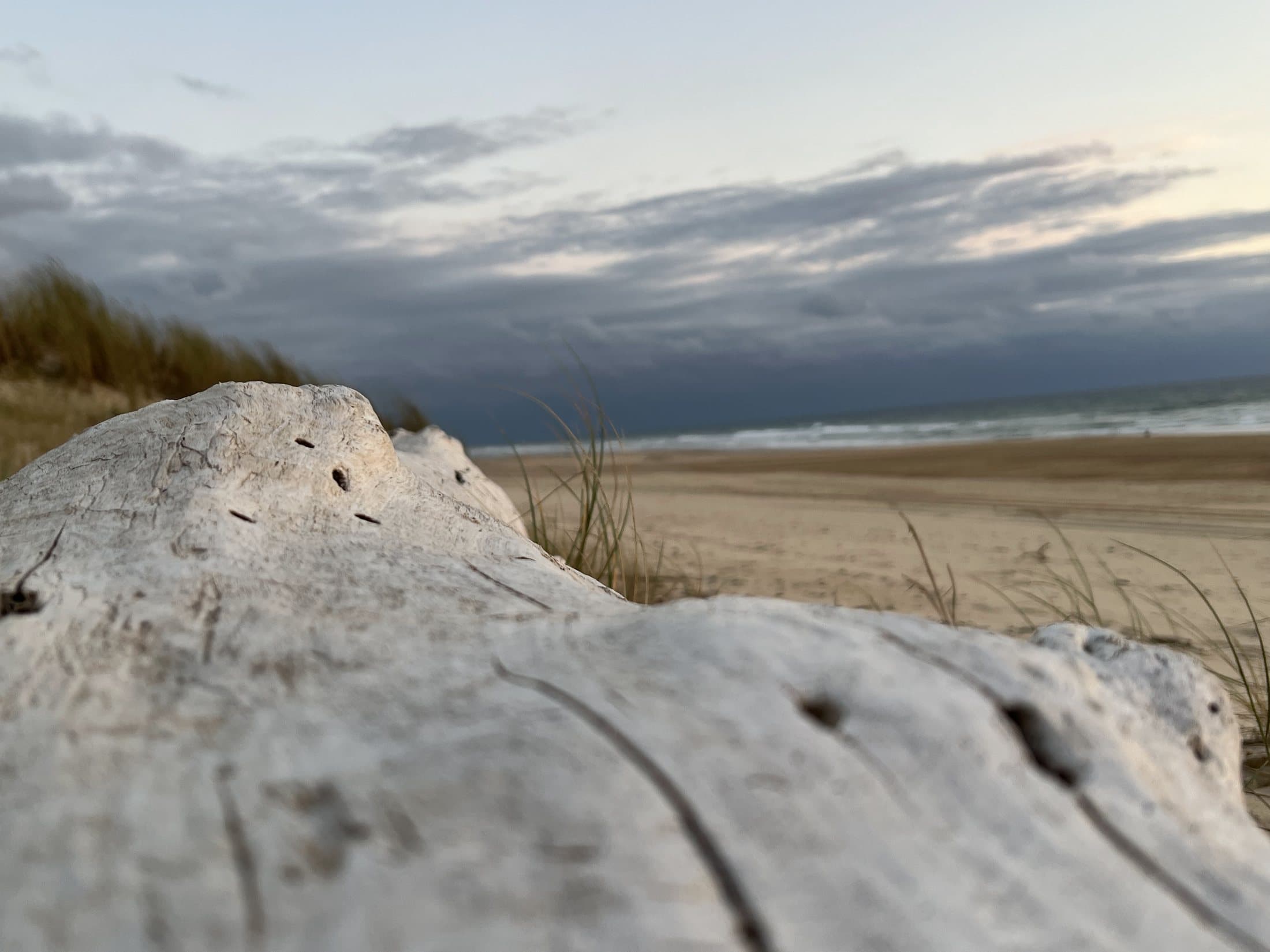 Drijfhout op het strand met duingras en de zee aan de horizon