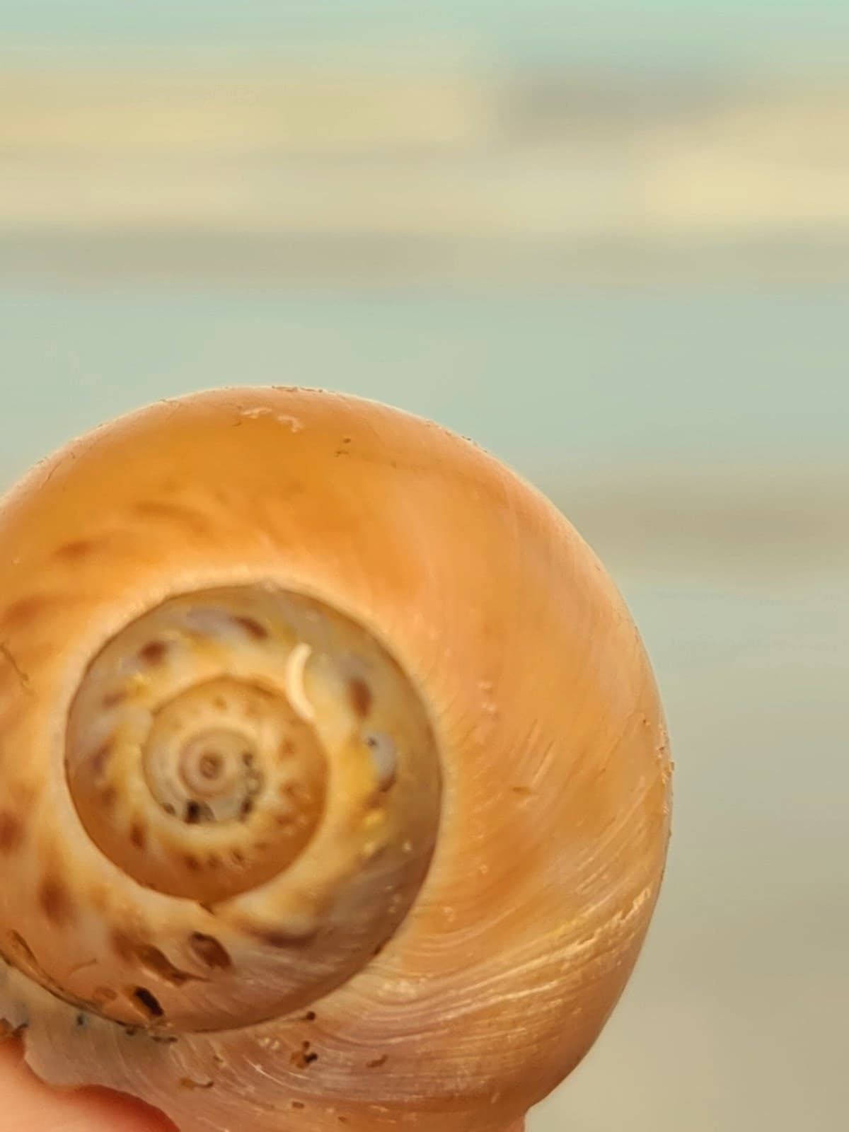 Close-up van de spiraal in een schelp, beeld van de innerlijke reis