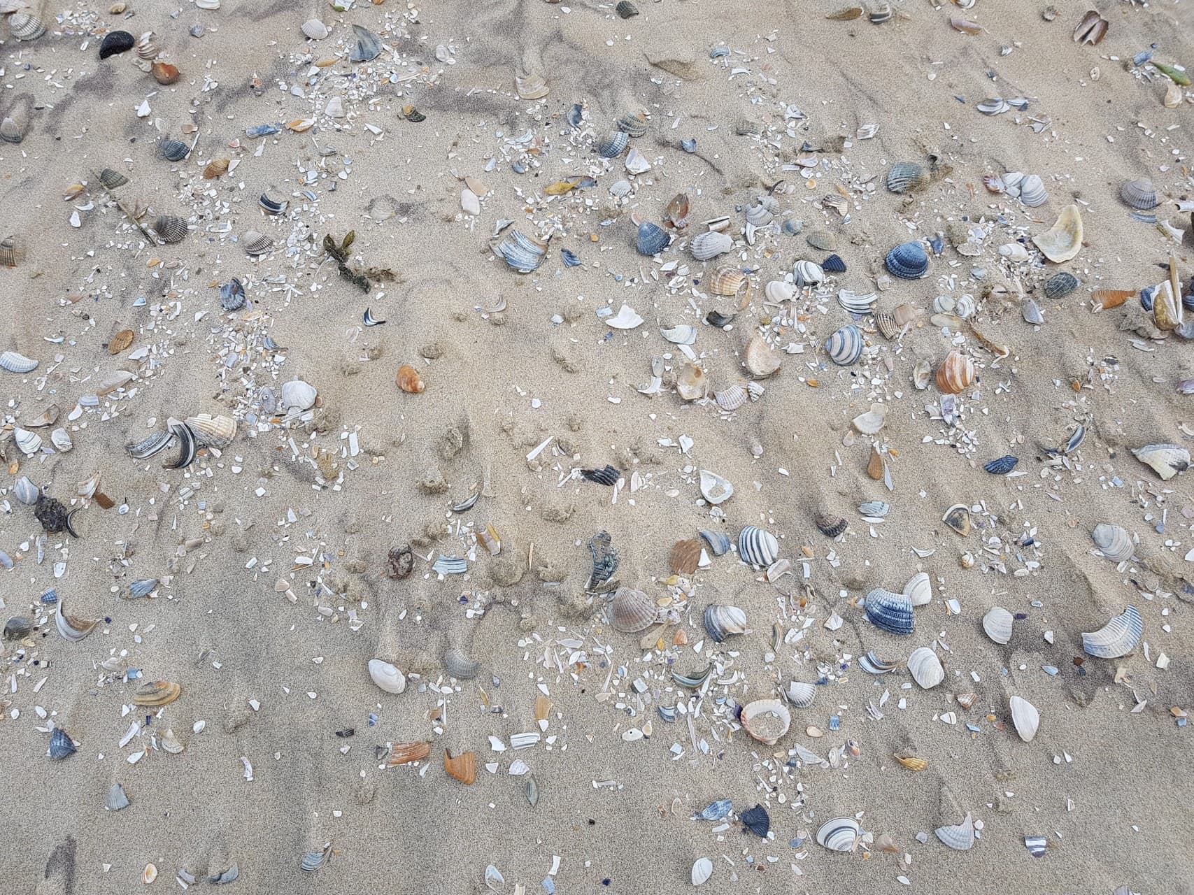 Schelpen op het strand