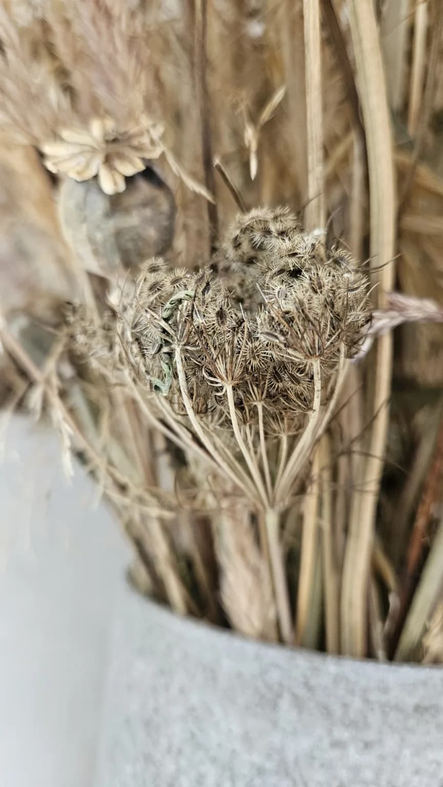 Gedroogde wilde peen in een droogboeket