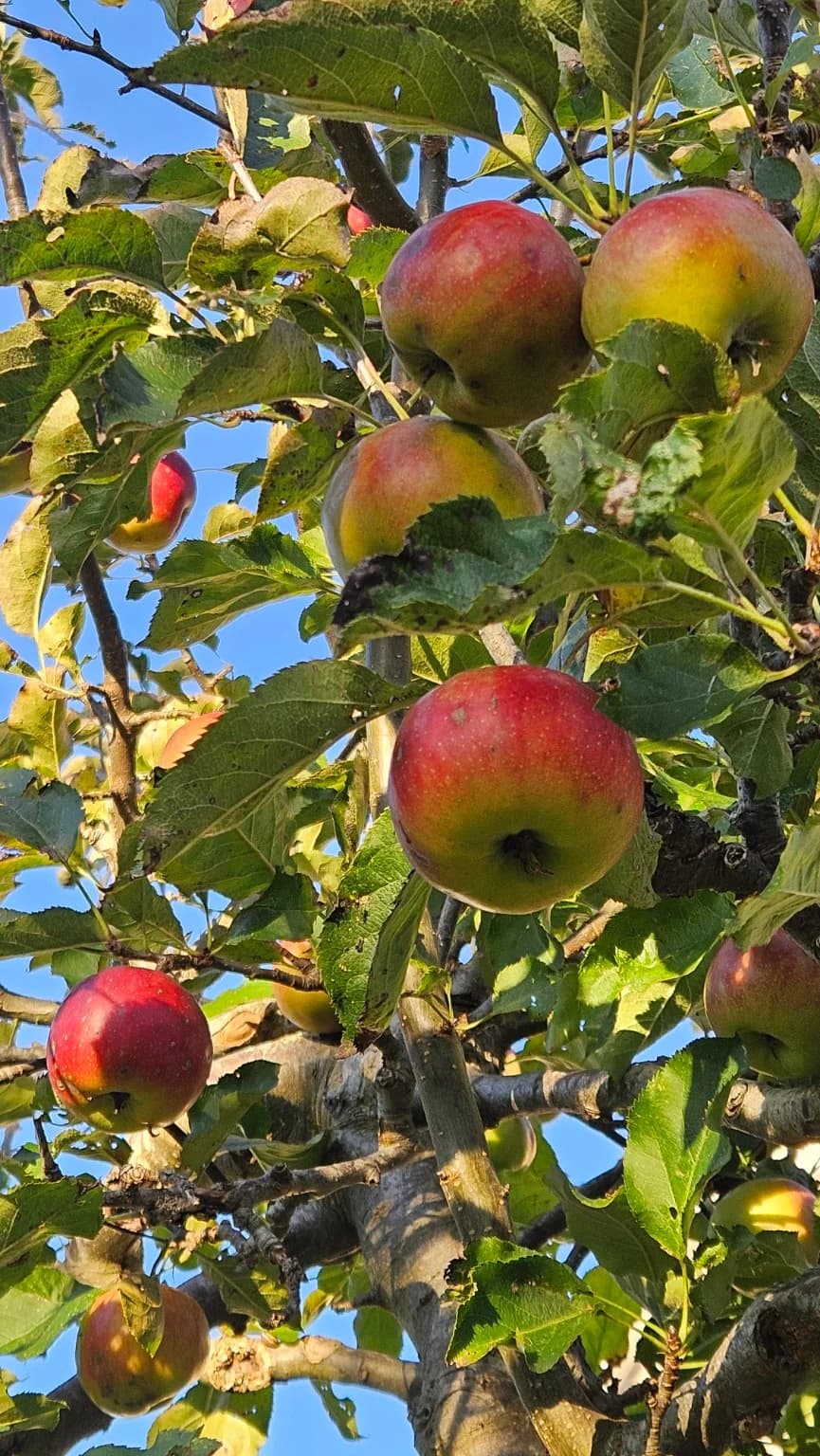 Rijpe rode appels aan de takken van de appelboom tegen een blauwe herfstlucht