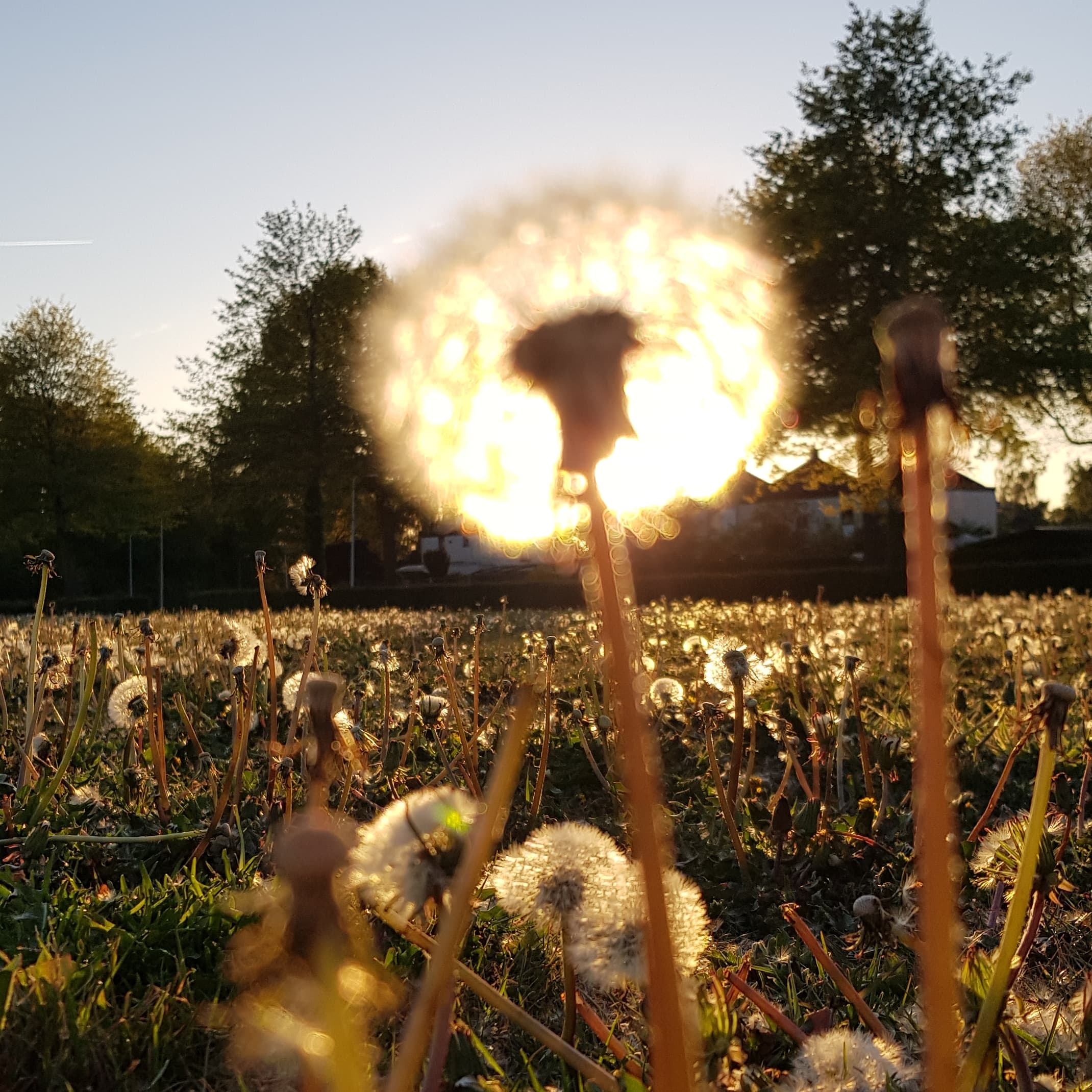 Een paardenbloem omringd door gouden avondlicht.