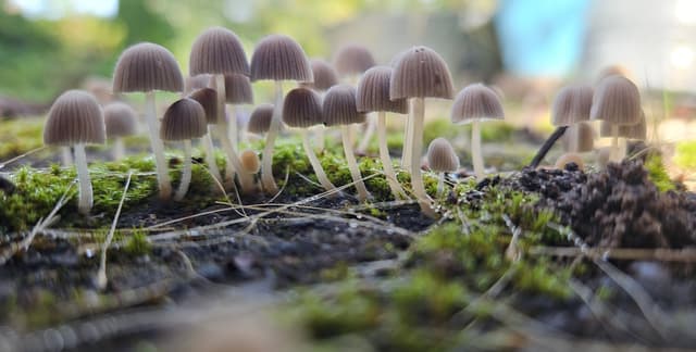 Piepkleine paddenstoeltjes tussen mos en dauwdruppels, van dichtbij op grondhoogte gefotografeerd.