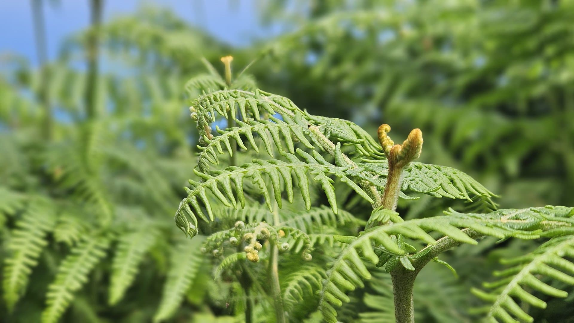 Knoppen van een jonge boom in de lente