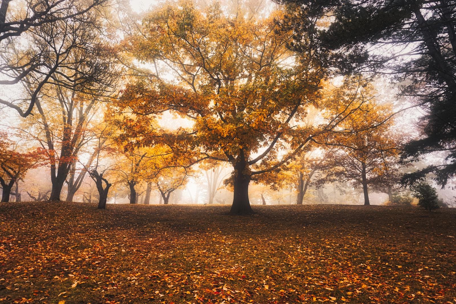 Mistig herfstbos met goudkleurig blad