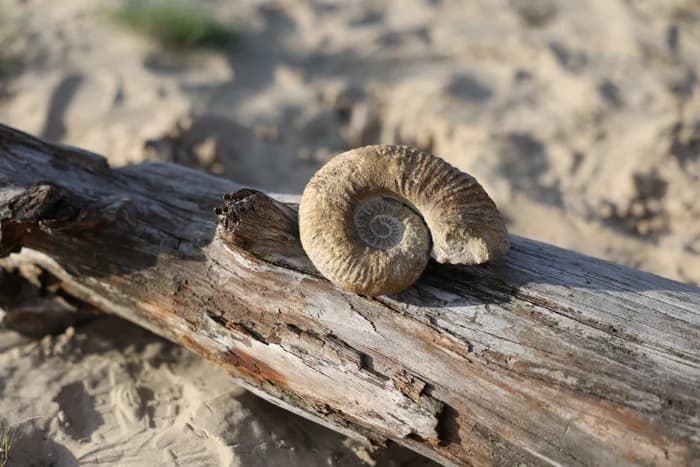 Spiraalvormige schelp op een stuk drijfhout