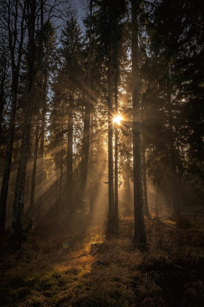 Bos met zonlicht