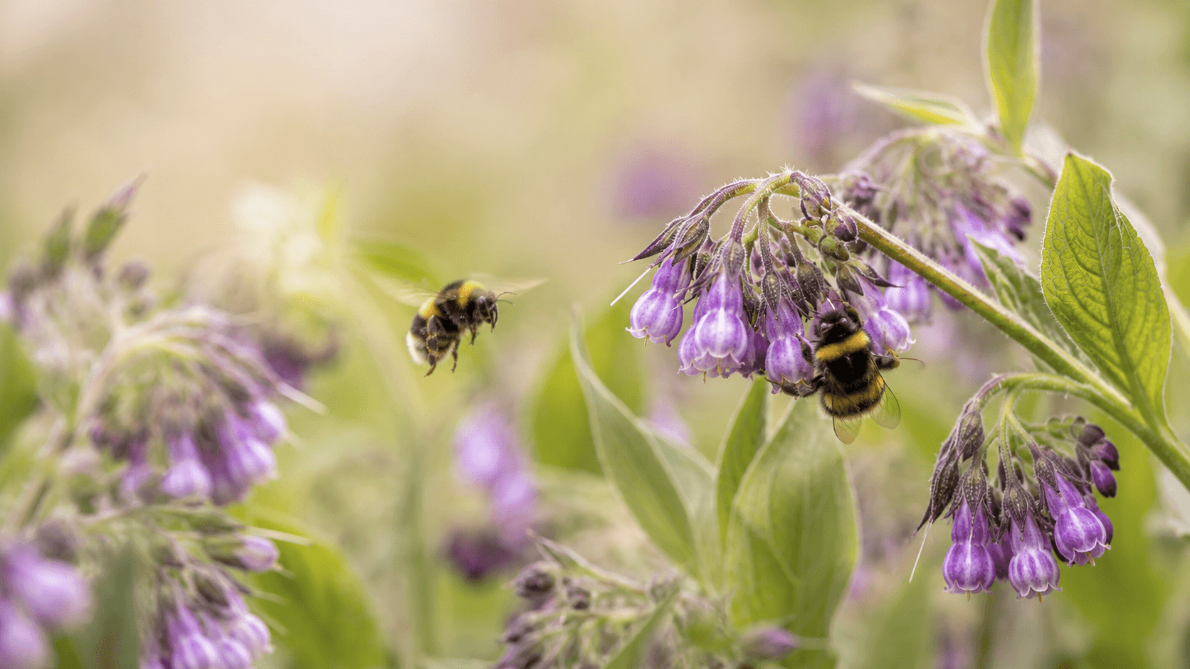 Hommels tussen de bloemen van de smeerwortelplant