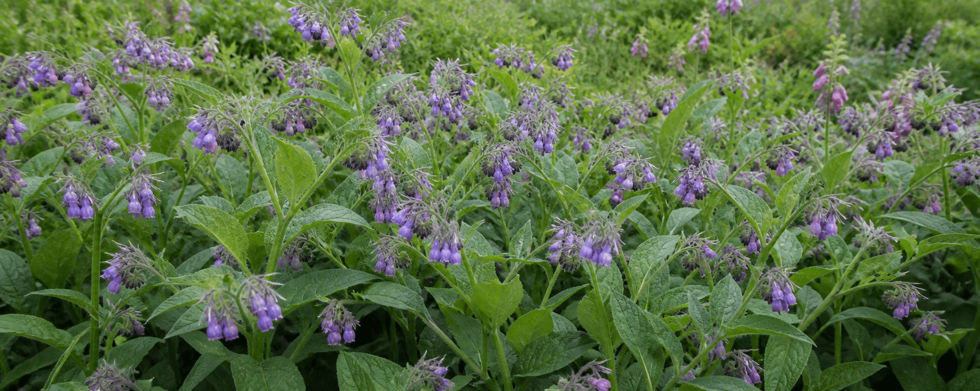Een veld vol bloeiende smeerwortelplanten