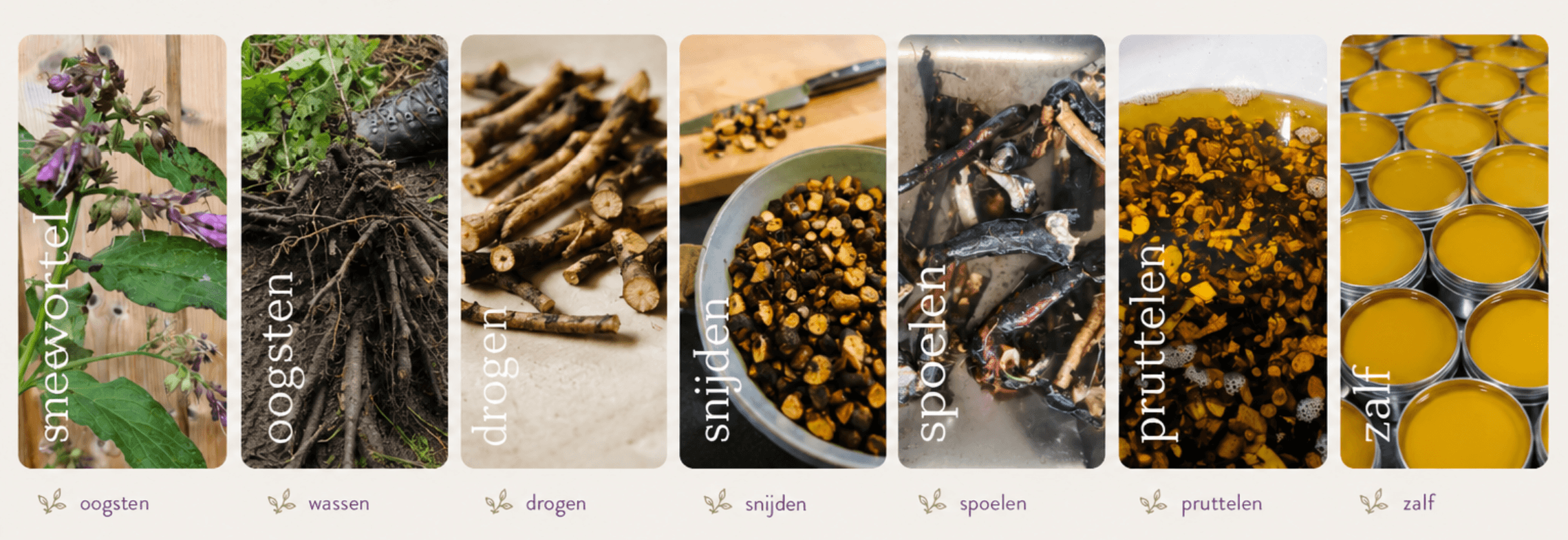 Van smeerwortelplant tot potjes smeerwortelzalf: oogsten, wassen, drogen, snijden, spoelen, pruttelen en zalf