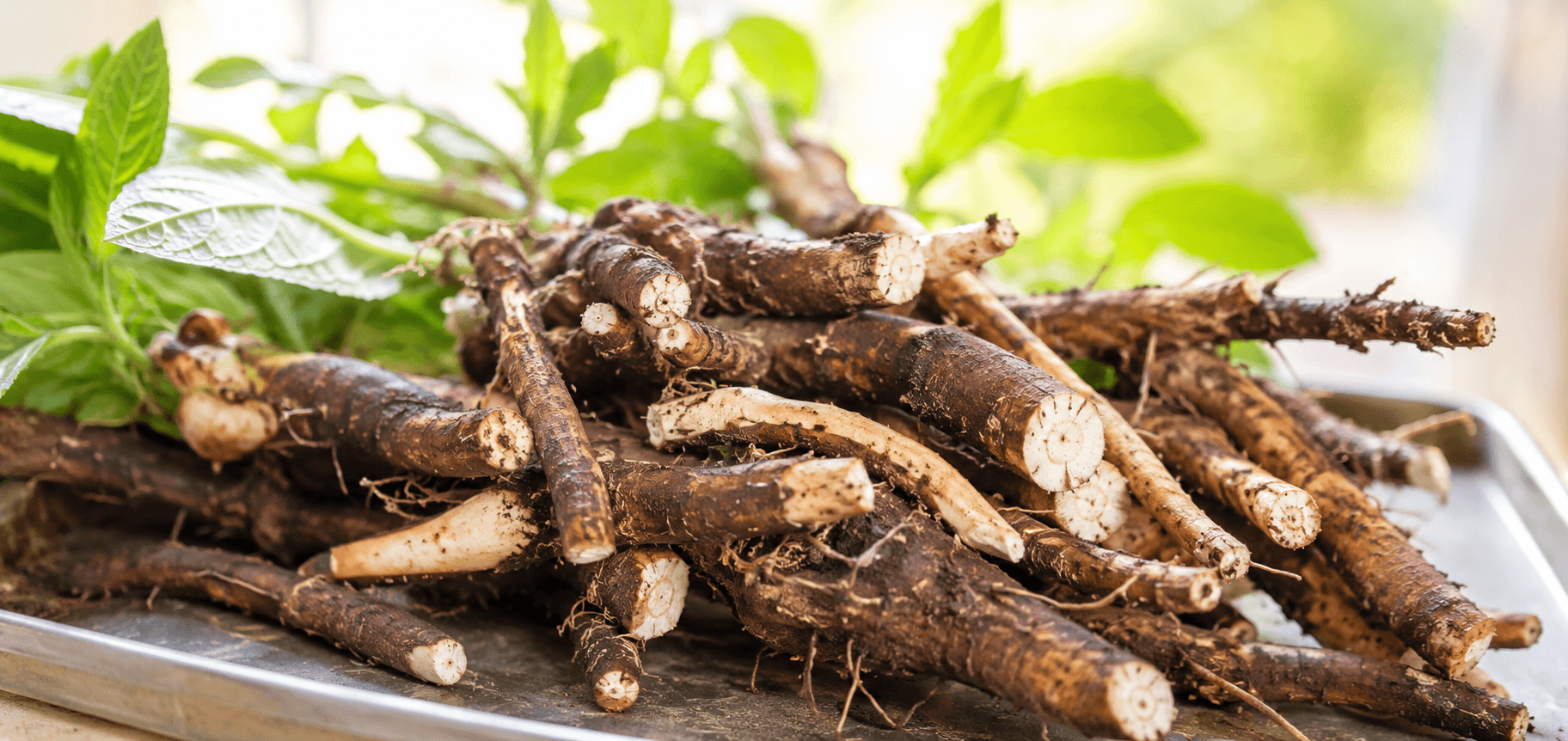 Verse wortels van de smeerwortelplant