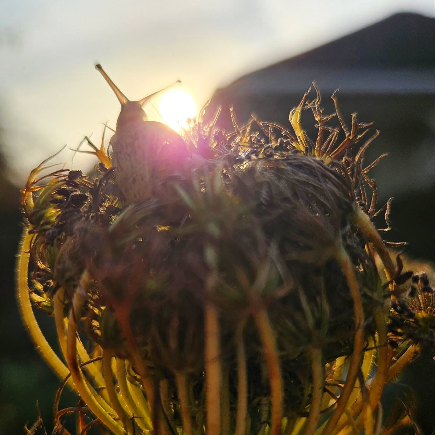 Een slak op een uitgebloeide bloem in het warme tegenlicht van de zon.