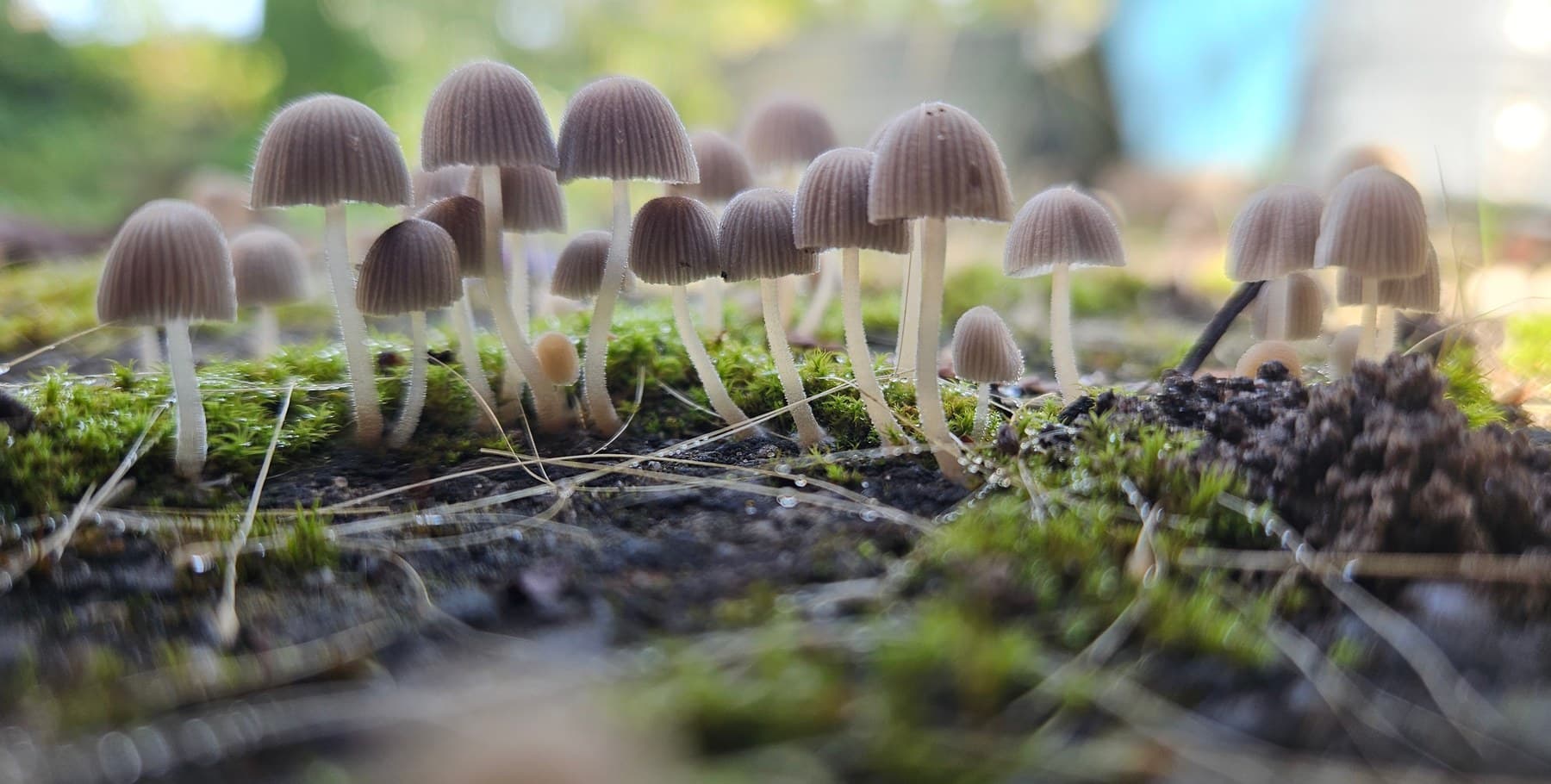 Piepkleine paddenstoeltjes tussen mos en dauwdruppels, van dichtbij op grondhoogte gefotografeerd.
