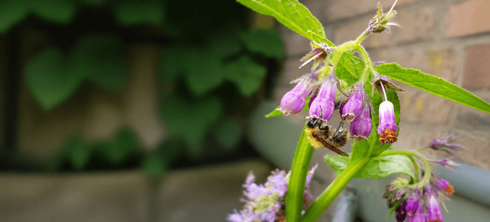 Paarse smeerwortelbloemen met een hommel