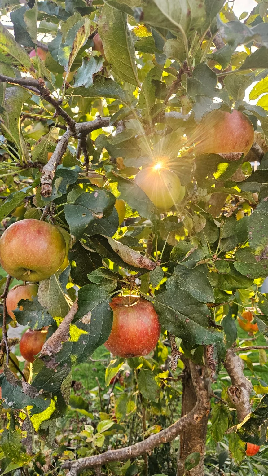 Zonnestralen tussen de bladeren van een appelboom vol rijpe rode appels