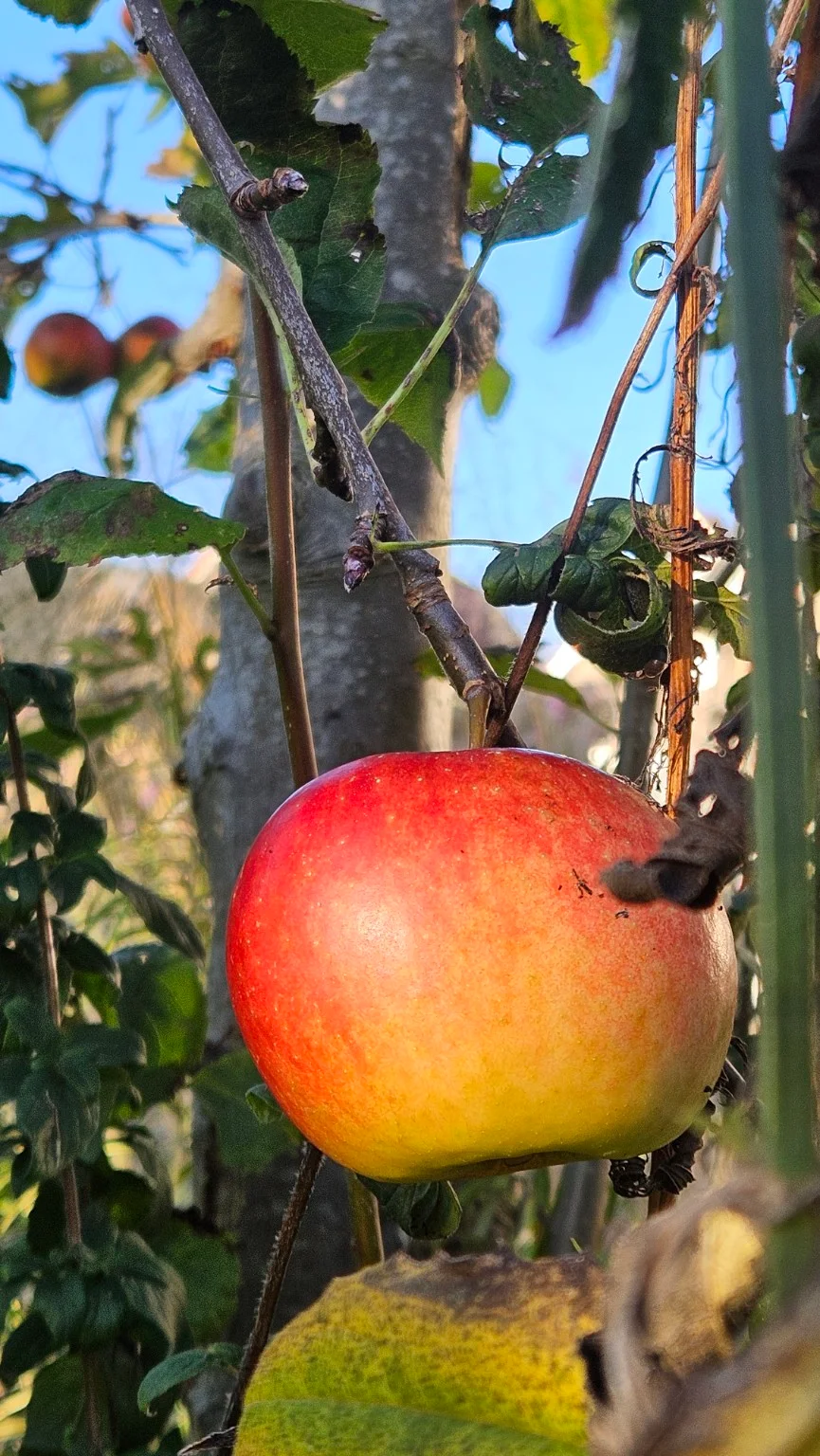 Een grote rode appel aan een dunne tak in het warme herfstlicht