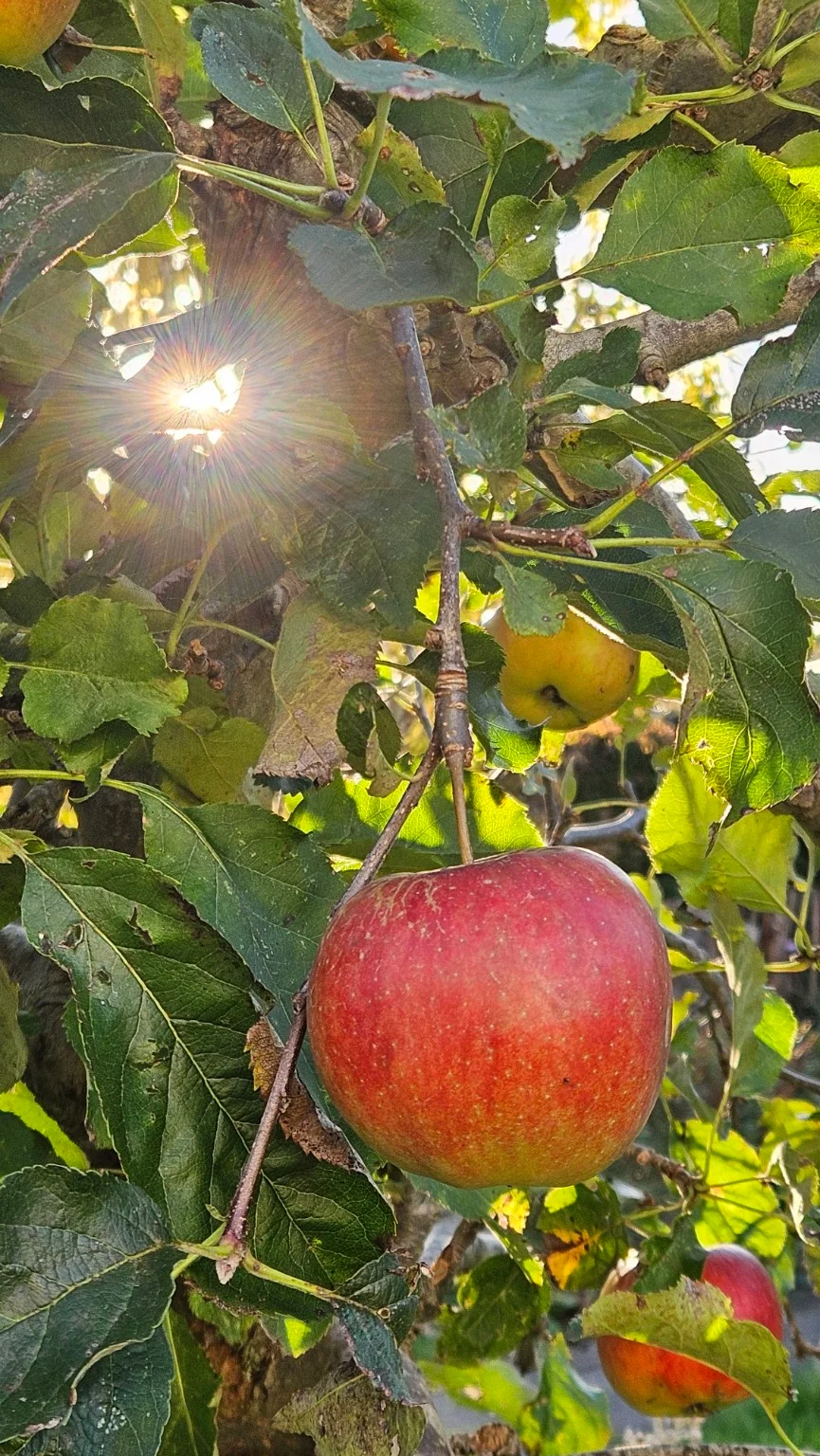 De herfstzon schijnt tussen de bladeren op een rijpe rode appel